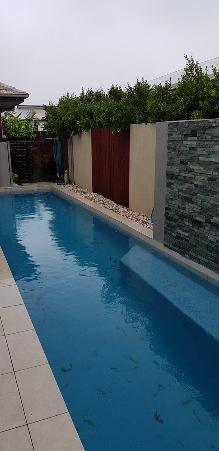 Photo - 30 Selkirk Way, Peregian Springs QLD 4573 - Image 6