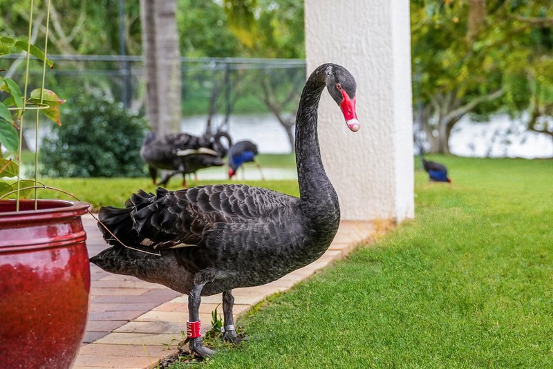 Photo - 31/24 Ron Penhaligon Way, Robina QLD 4226 - Image 20