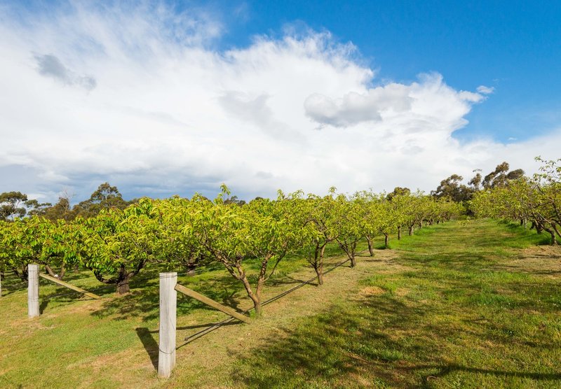 Photo - 315 Medeas Cove Road, St Helens TAS 7216 - Image 18