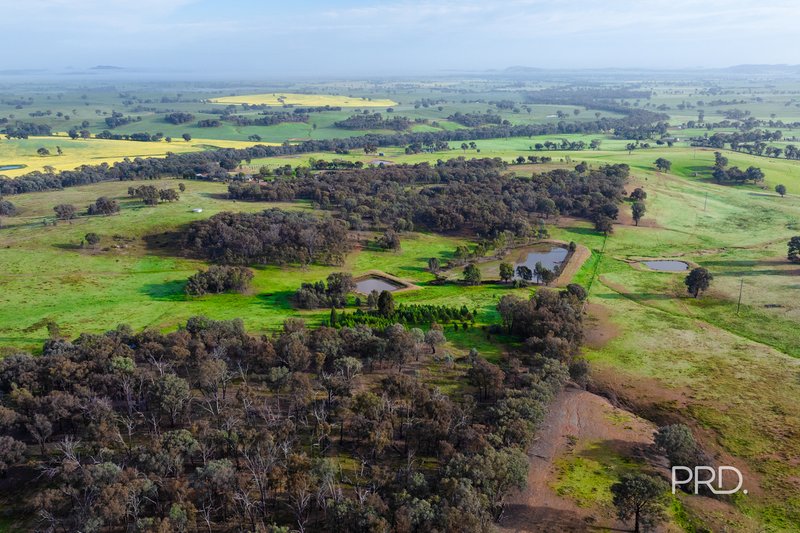 Photo - 3174 Holbrook Road, Mangoplah NSW 2652 - Image 32