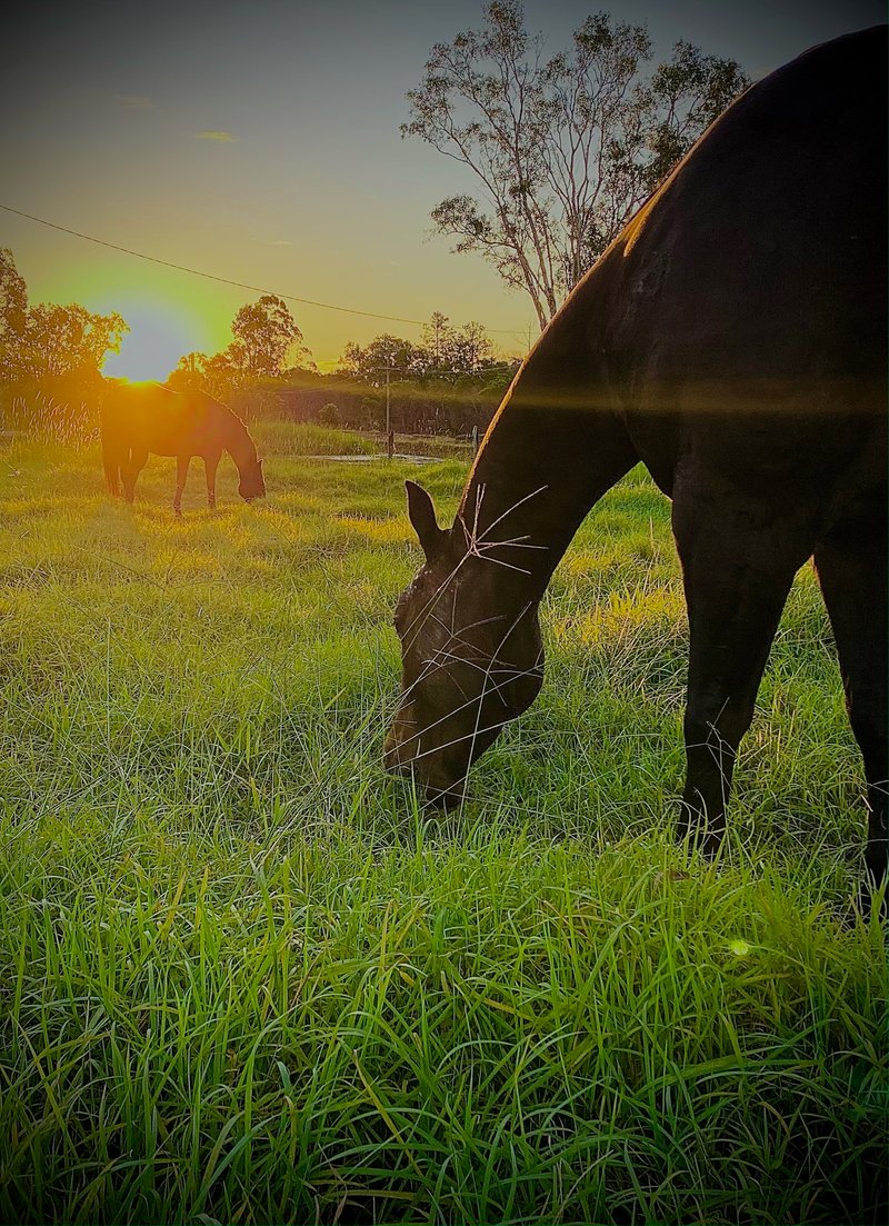 32 Tableland Road, Sunshine Acres QLD 4655