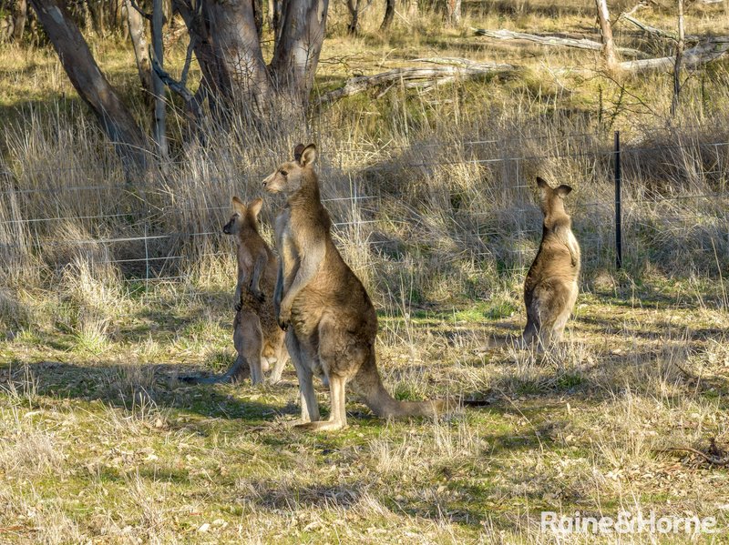 Photo - 320 Merilla Lane Parkesbourne Via , Goulburn NSW 2580 - Image 31