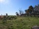 Photo - 33 Little Street, Bendick Murrell NSW 2803 - Image 16