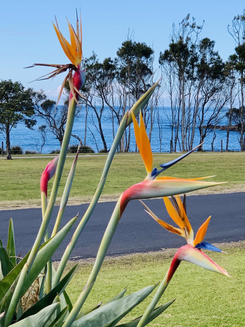 Photo - 33 Mcmillan Crescent, Dalmeny NSW 2546 - Image 20