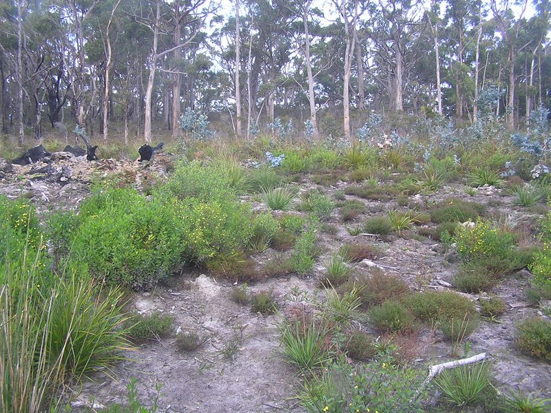 Photo - 330 Blowhole Road, Eaglehawk Neck TAS 7179 - Image 10