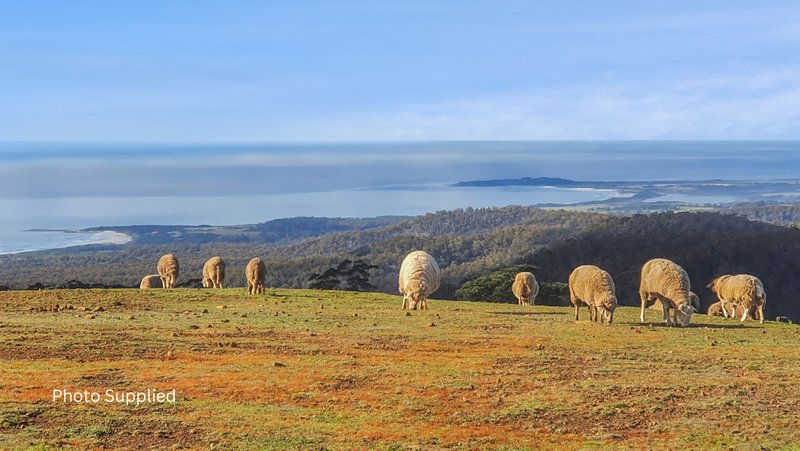 Photo - 34 Mount Elephant Road, Gray TAS 7215 - Image 3