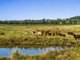 Photo - 347 Summerland Way, Kilgra NSW 2474 - Image 5