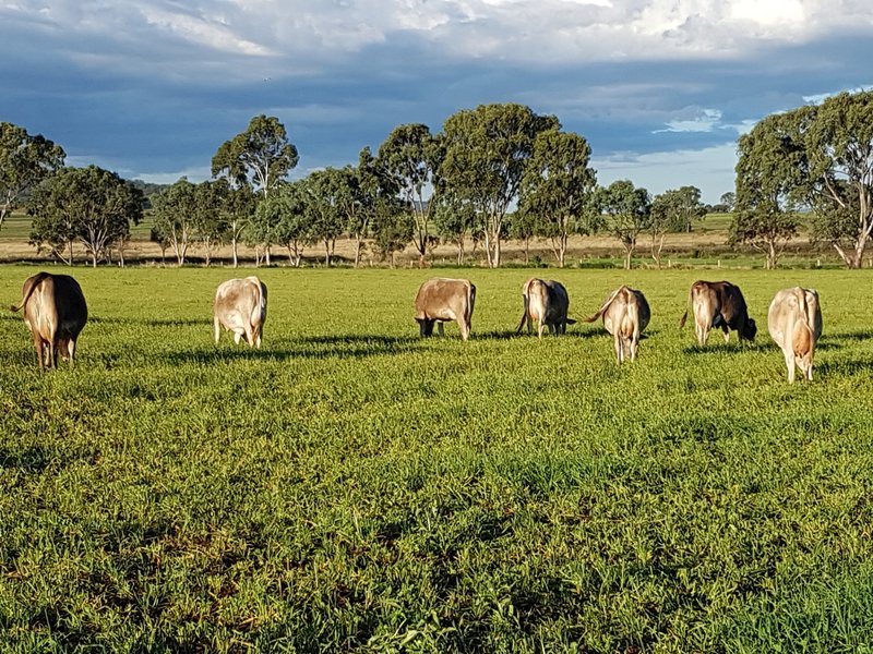 349 Mount Kent Boundary Road, Nobby QLD 4360