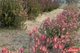 Photo - 36 Springton Road, Williamstown SA 5351 - Image 29