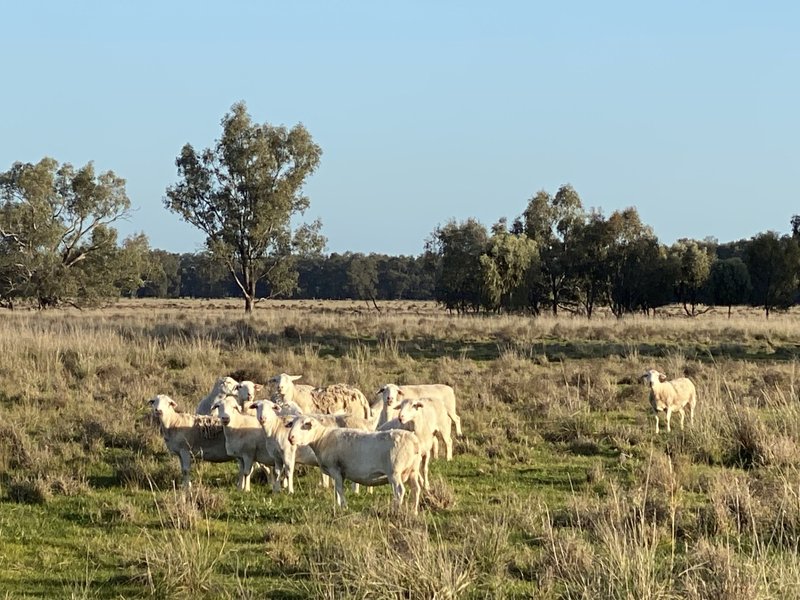 Photo - 362 Morangarell Road, West Wyalong NSW 2671 - Image 35