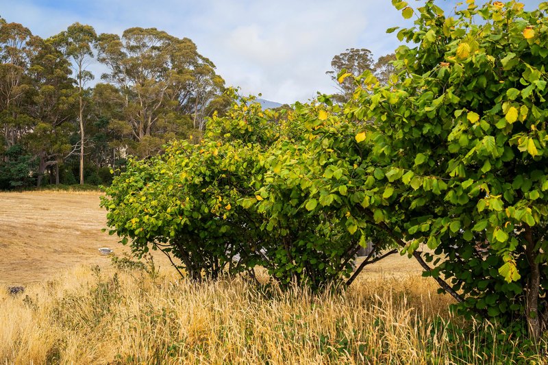 Photo - 364 Golconda Road, Lilydale TAS 7268 - Image 16