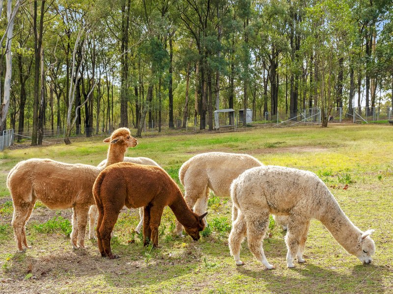 Photo - 364 Spinks Road, Glossodia NSW 2756 - Image 23