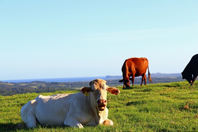 Photo - 367 Coopers Shoot Road, Coopers Shoot NSW 2479 - Image 9