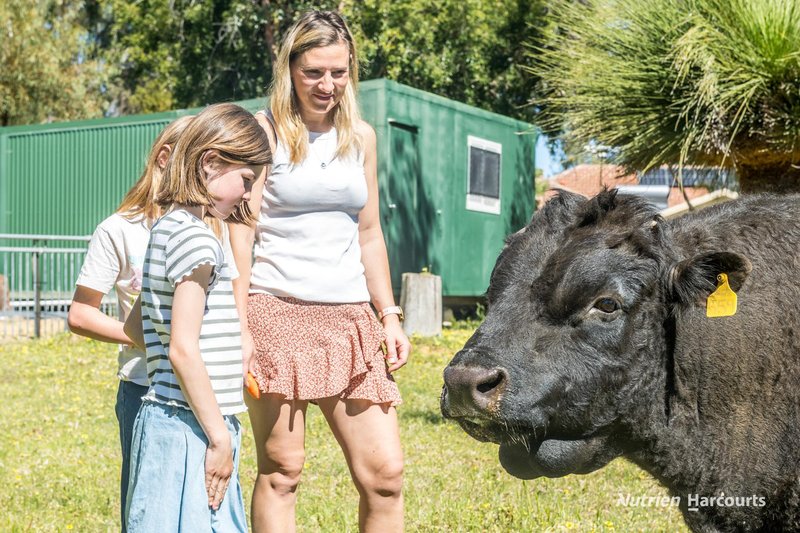 Photo - 38 St Andrews Court, Woodridge WA 6041 - Image 4