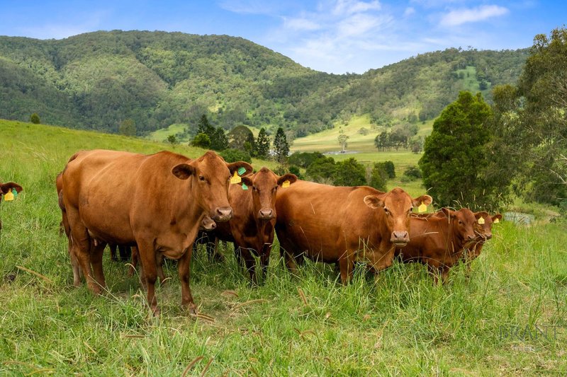 Photo - 380 Eastern Mary River Road, Conondale QLD 4552 - Image 20