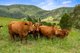 Photo - 380 Eastern Mary River Road, Conondale QLD 4552 - Image 20