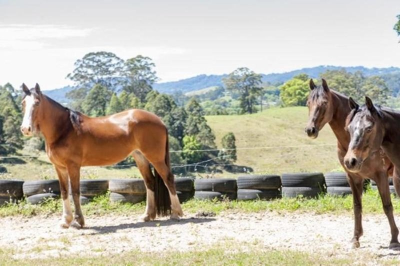 383 Bakers Road, Murwillumbah NSW 2484 Real Estate Industry Partners