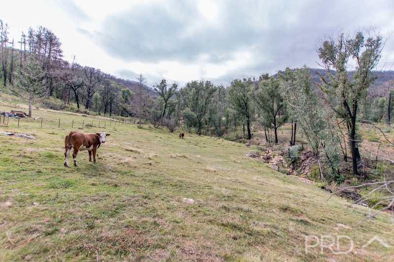 Photo - 3889 Snowy Mountains Highway, Talbingo NSW 2720 - Image 5