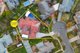 Photo - 4 Cottesloe Place, Alfredton VIC 3350 - Image 35