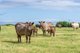Photo - 4 Travers Lane, Howth TAS 7316 - Image 25