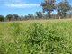 Photo - 40 DOWNS Tothills Road, Coonabarabran NSW 2357 - Image 6