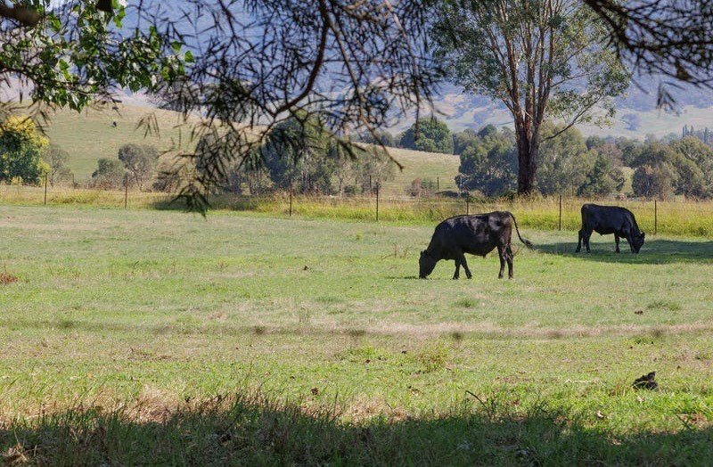 Photo - 400 Soldier Settlers Road, Tallangatta Valley VIC 3701 - Image 24