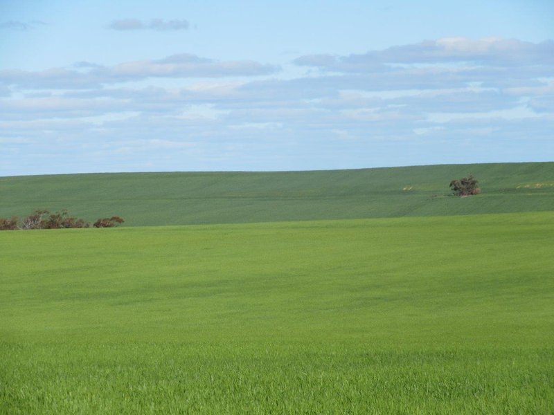 Photo - 4082 Sunraysia Highway, Tempy VIC 3489 - Image 4