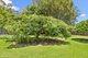 Photo - 41 Licuala Drive, Tamborine Mountain QLD 4272 - Image 17