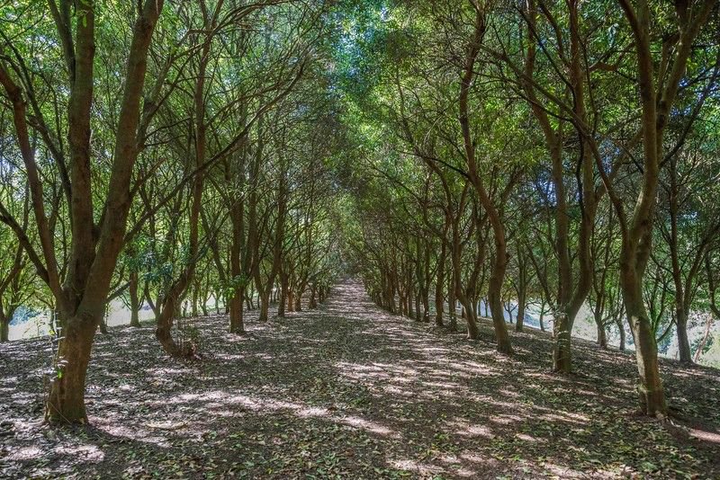 Photo - 412 Repentance Creek Road, Repentance Creek NSW 2480 - Image 23