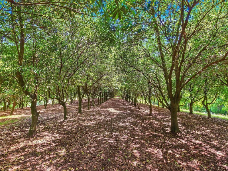 Photo - 412 Repentance Creek Road, Repentance Creek NSW 2480 - Image 24