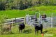 Photo - 420 Spring Creek Road, Mount Hunter NSW 2570 - Image 20