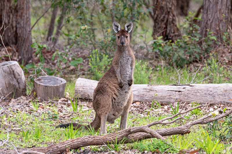 Photo - 435 Kevill Road, Margaret River WA 6285 - Image 27