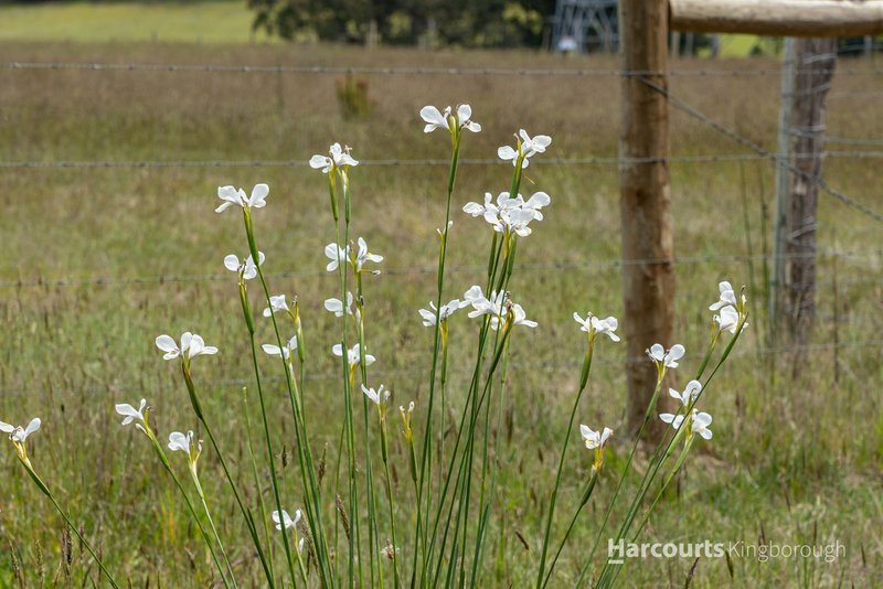 Photo - 44 Mckenzies Road, Leslie Vale TAS 7054 - Image 12