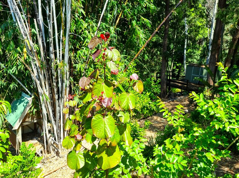 Photo - 440-444 Henri Robert Drive, Tamborine Mountain QLD 4272 - Image 16