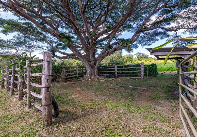 Photo - 4414 Black Mountain Road, Julatten QLD 4871 - Image 24