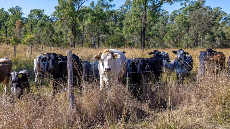 Photo - 443 Railway Road, Booyal QLD 4671 - Image 9