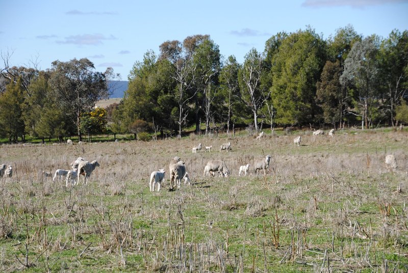 Photo - 443 Wirrimah Road,Bendick Murrell , Wirrimah NSW 2803 - Image 25