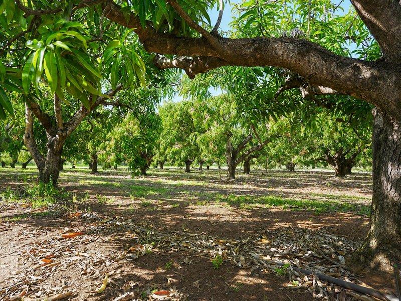 Photo - 446 Chewko Road, Mareeba QLD 4880 - Image 9