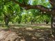 Photo - 446 Chewko Road, Mareeba QLD 4880 - Image 9