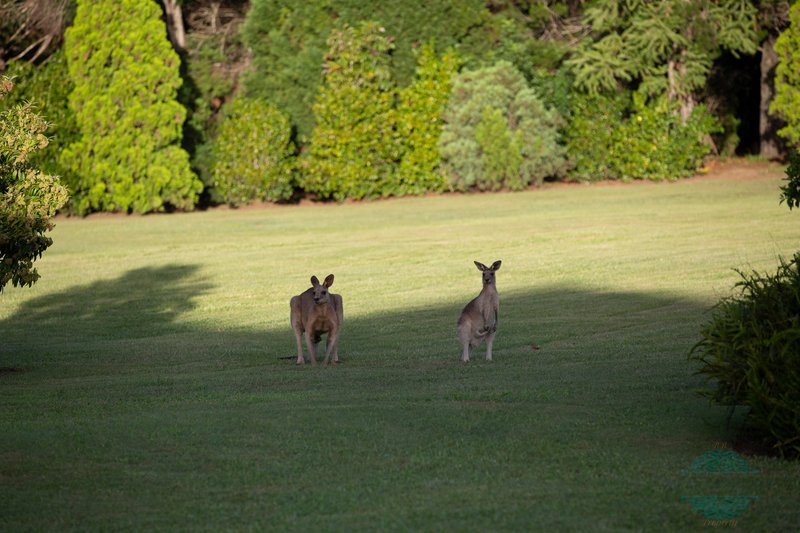 Photo - 45 Harold Place, Peachester QLD 4519 - Image 25