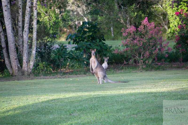 Photo - 45 Harold Place, Peachester QLD 4519 - Image 30