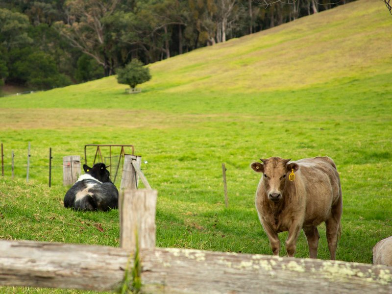 Photo - 453 Buchan-Orbost Road, Bete Bolong VIC 3888 - Image 23