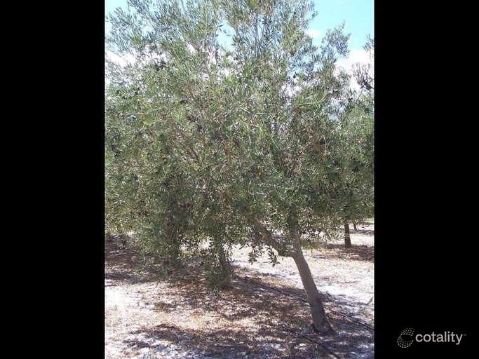 Photo - 454 Tangletoe Road, Muckenburra WA 6503 - Image 9