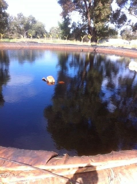 Photo - 454 Tangletoe Road, Muckenburra WA 6503 - Image 14