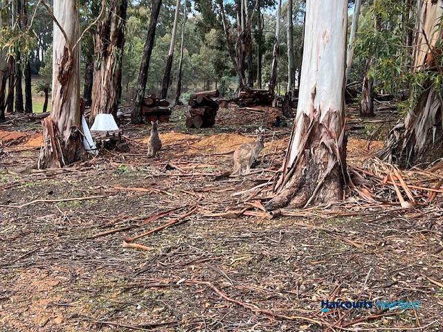 Photo - 46 Buckley Road, Carlotta WA 6275 - Image 33