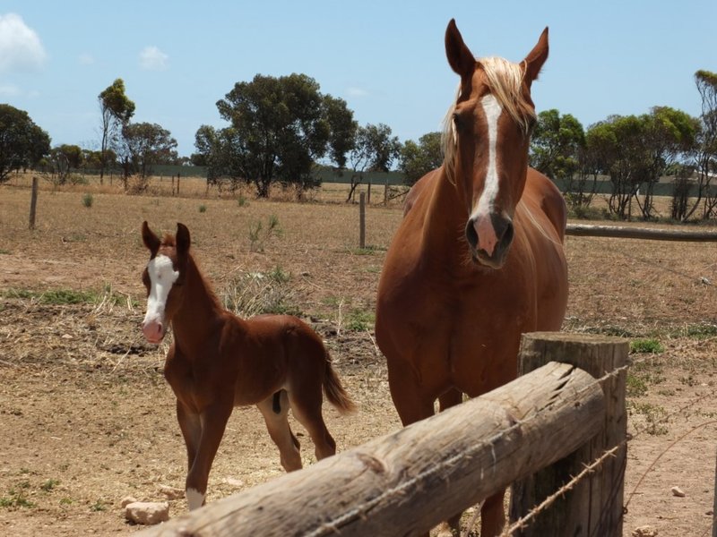 Photo - 47 Rosslyn Road, Wallaroo SA 5556 - Image 5