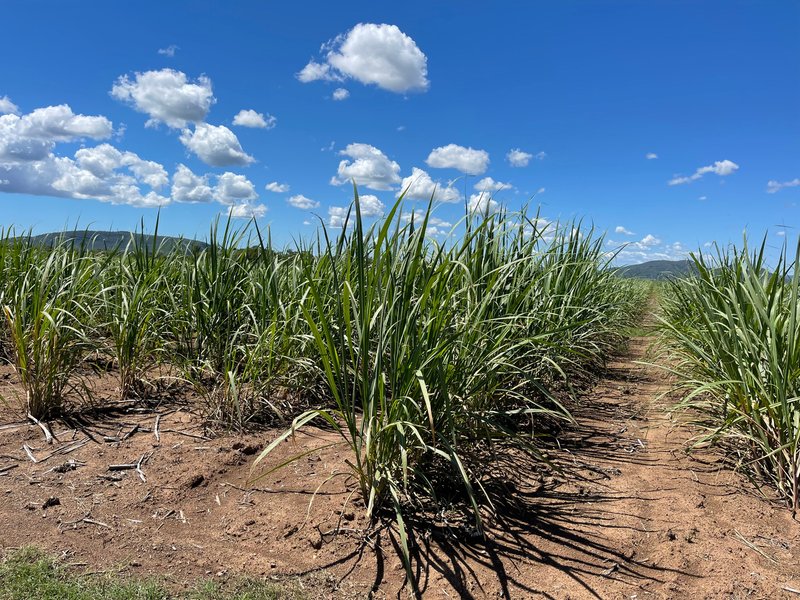 Photo - 472 Landing Road, Koumala QLD 4738 - Image 11