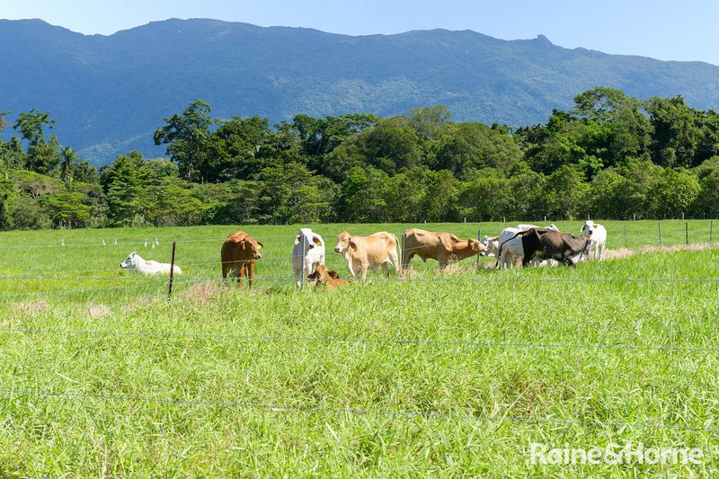 Photo - 472 Miallo Bamboo Creek Road, Bamboo QLD 4873 - Image 31