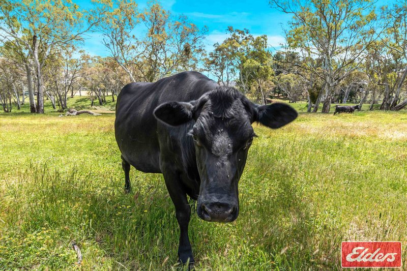 Photo - 473 Cromer Road, Cromer SA 5235 - Image 34