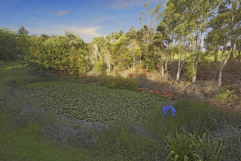 Photo - 484 Glenview Road, Glenview QLD 4553 - Image 16